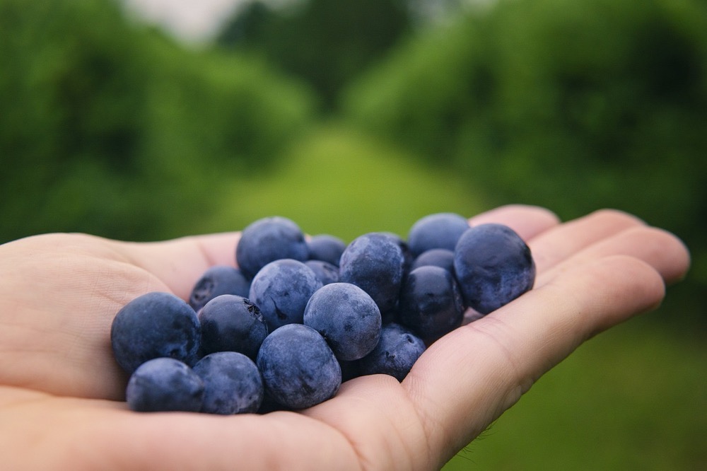 蓝莓-有机蓝莓